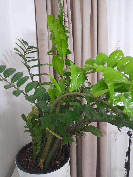 Акша ағашы.Жапырактан өсіргенмін