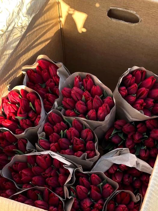 Тюльпаны оптом и в розницу  голландские