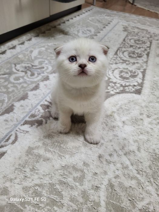 продам шотландский  котёнка