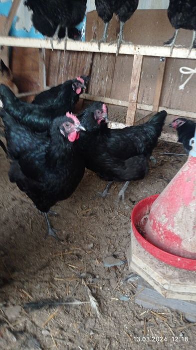 Продаю кур домашних  Турецкой породы ,колличество 42 штпороды