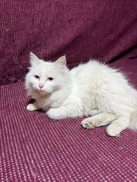 Отдам котят бесплатно