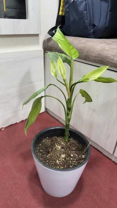 Цветок аглаонема