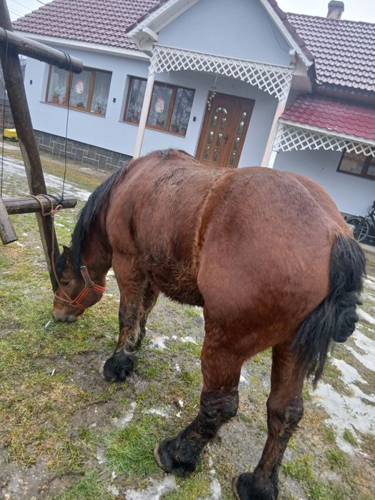 Vând armăsar 3 ani!