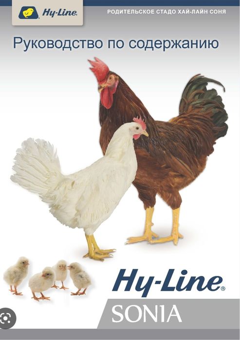 Хаммаси 100 % товук чикади. Хай-лайн ва Сенди Жужалари.