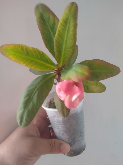 Молочай и женское счастье