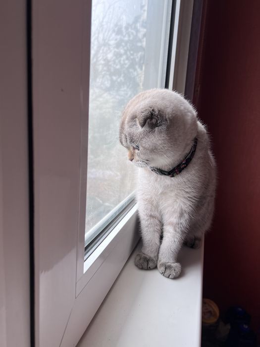 Кот приглашает в гости на  вечеринку