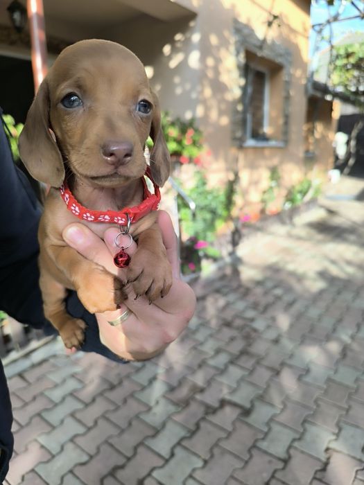 Teckel Dachshund