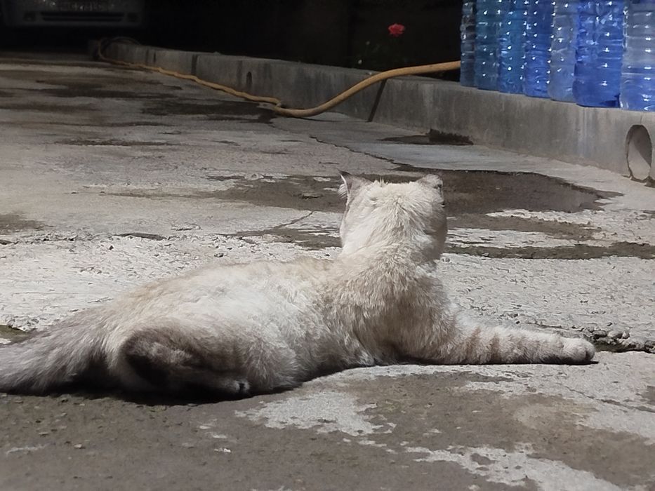 Scottish Fold Sotiladi
