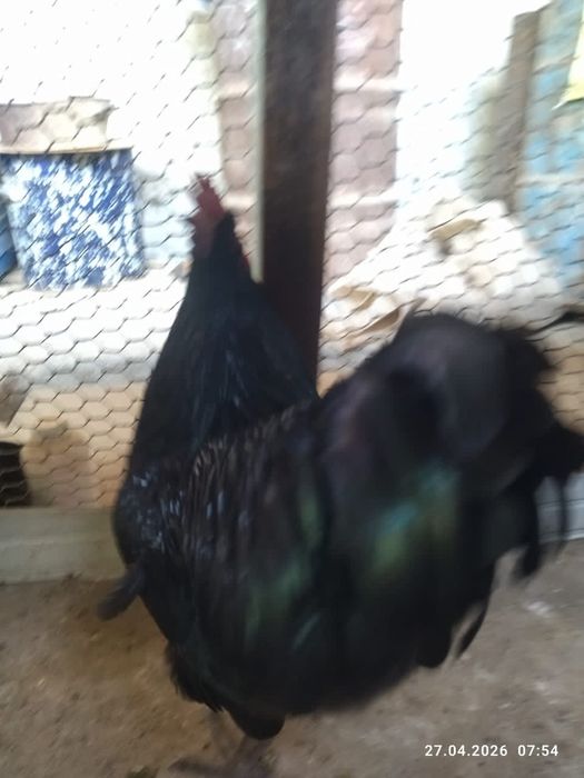 Продам петухов астролоп