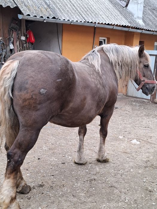 Vând iapă de 8 ani 175 la grebăn