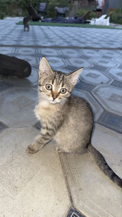 Отдам котят в добрые руки