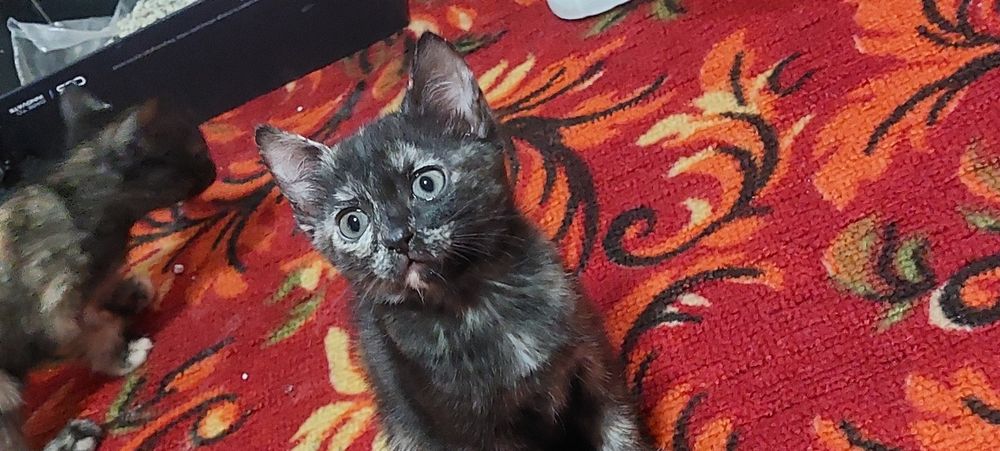 Одам котят бесплатно