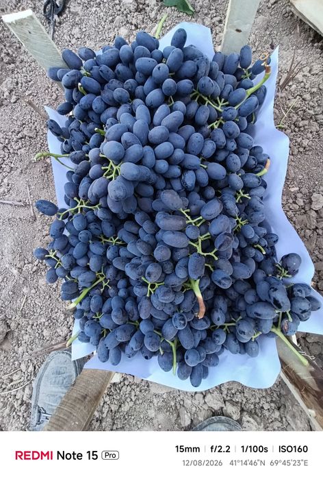 Uzum Rzamat Kishmish