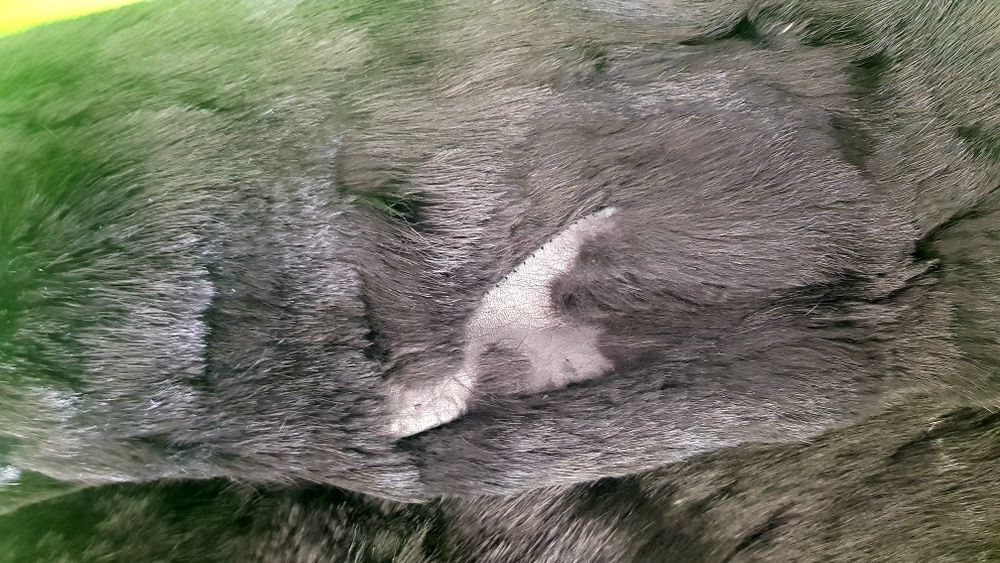 Haina de blana naturala