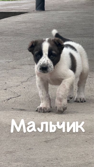 Продам алабай тяж