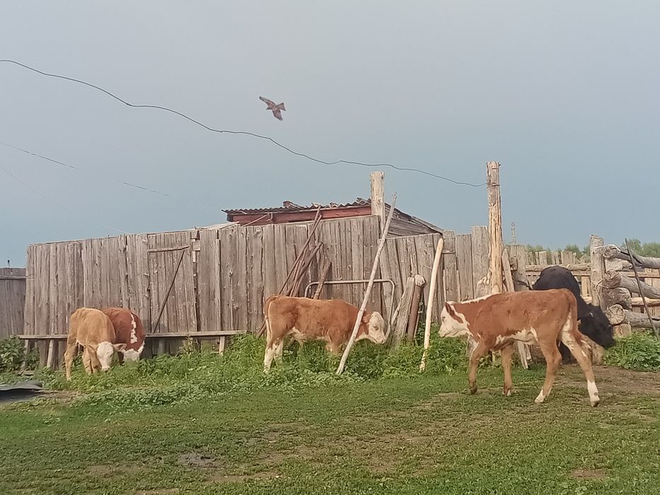 Теленки бұзаулар