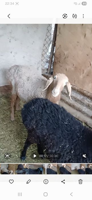 Ургашы токты сатылады