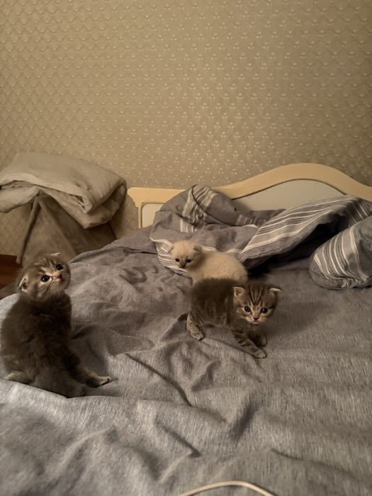 Шотландские котята