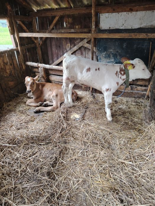 3 tăurași de 6 săptămâni