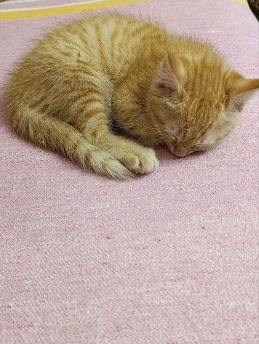 Рыжий котёнок ищет любящих хозяев