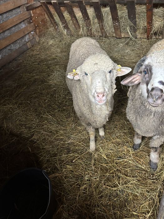 Vand berbecii merinos