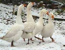 Продаю домашних гусей