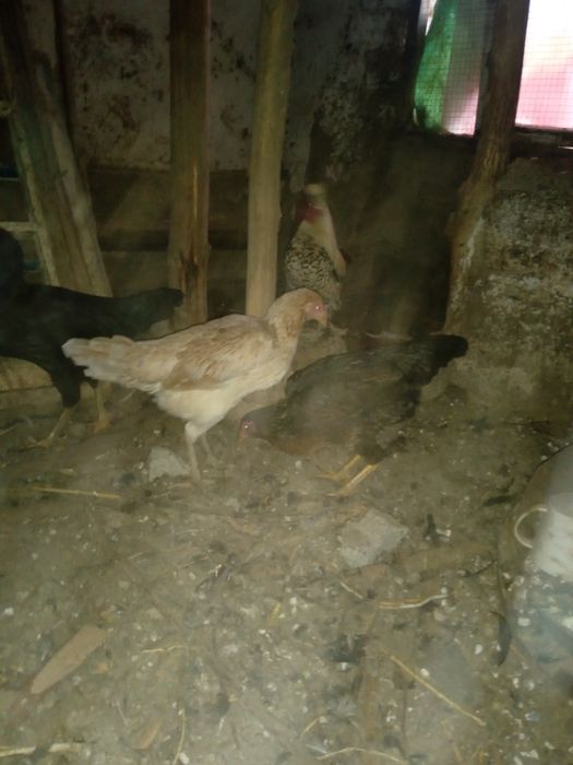 Xonaki tovuqlar sotiladi. 5 tasi tuxum tug'adi