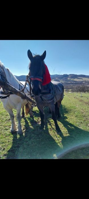 Vând iapa și cal garantați de ham