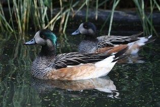 Vând rate mandarin, carolin, fluieratoare, gaste, lebede, rate exotice