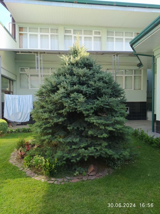 Голубая Ёлка продается