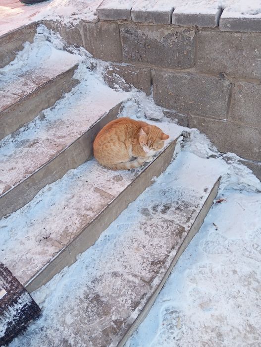 Кошка возли магнума ходит где Тлендиев 50 кому нужна зоверите домои