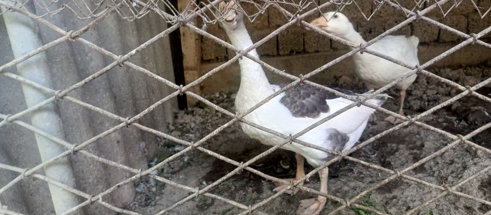 Продаю гусей и петухов