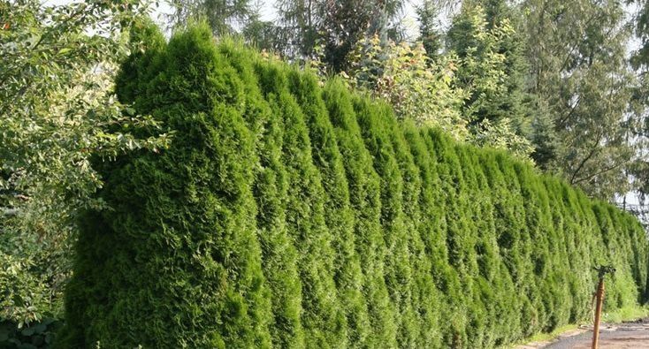 Арча экиш мавсуми бошланди.