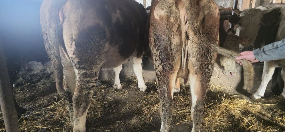 Junici gestante în 9 luni