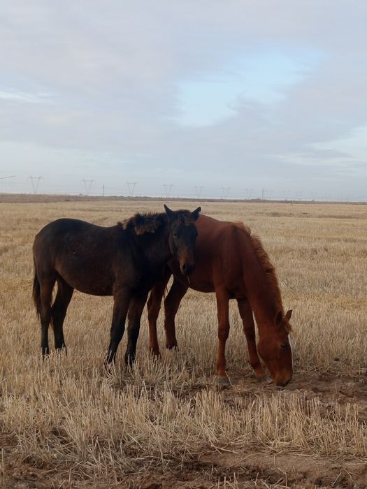 Жылкылар сатылады