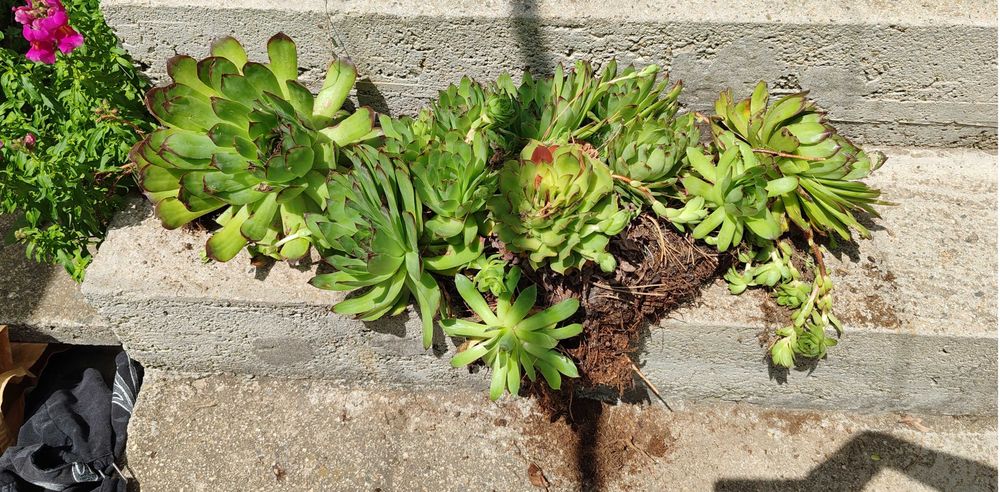 Sempervivum / sемпервивум / алпийска роза / кактус / сукулент