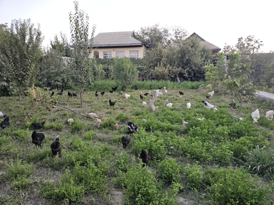 Bramalar va Jersey Giant xurozlar sotiladi, 5–7 oylik sog‘lom zotlar!