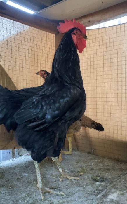 qora shaxzoda joja xoroz sotiladi