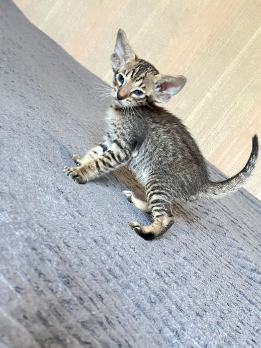 Ориентальные котята