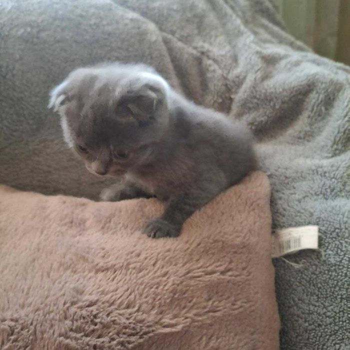 3 Женски клепоухи котенца британчета.