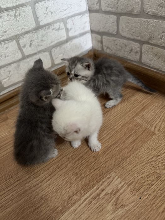 Вислоухие котята