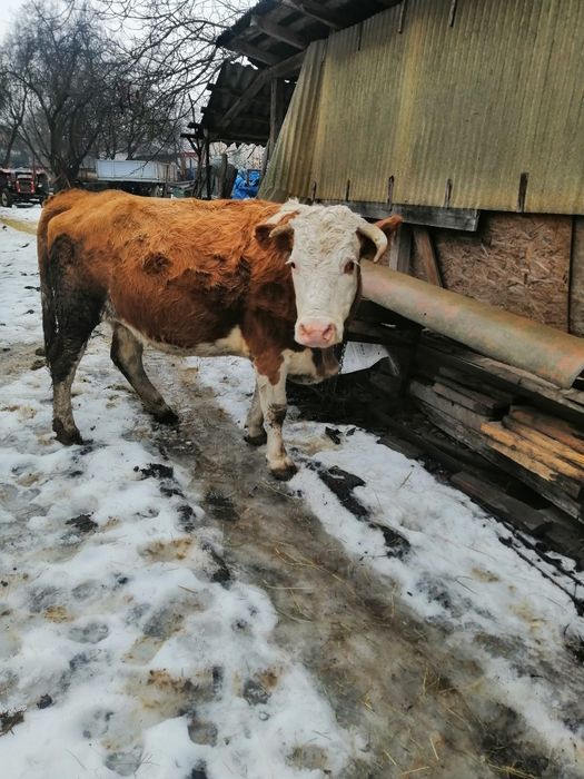 Vând vacă gestantă