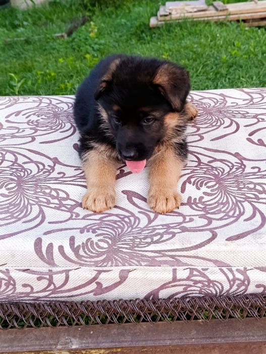 Продается немецкий щенки