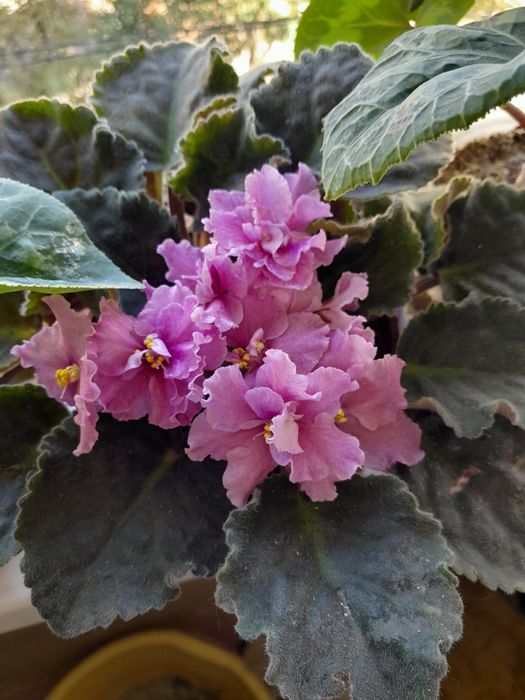 Продаётся фиалка