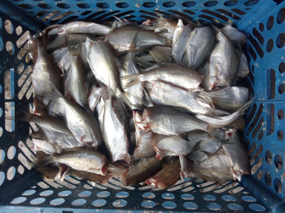 Toʻdakoʻl mayda baliqlar bor