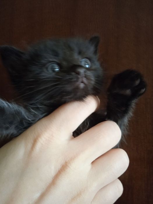 Пристраиваются милые котята