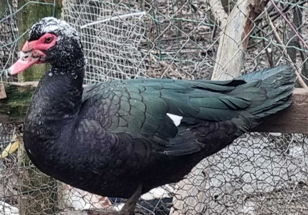 Schimb pasari de curte (gaini si rate) cu iedute, mielute sau cereale