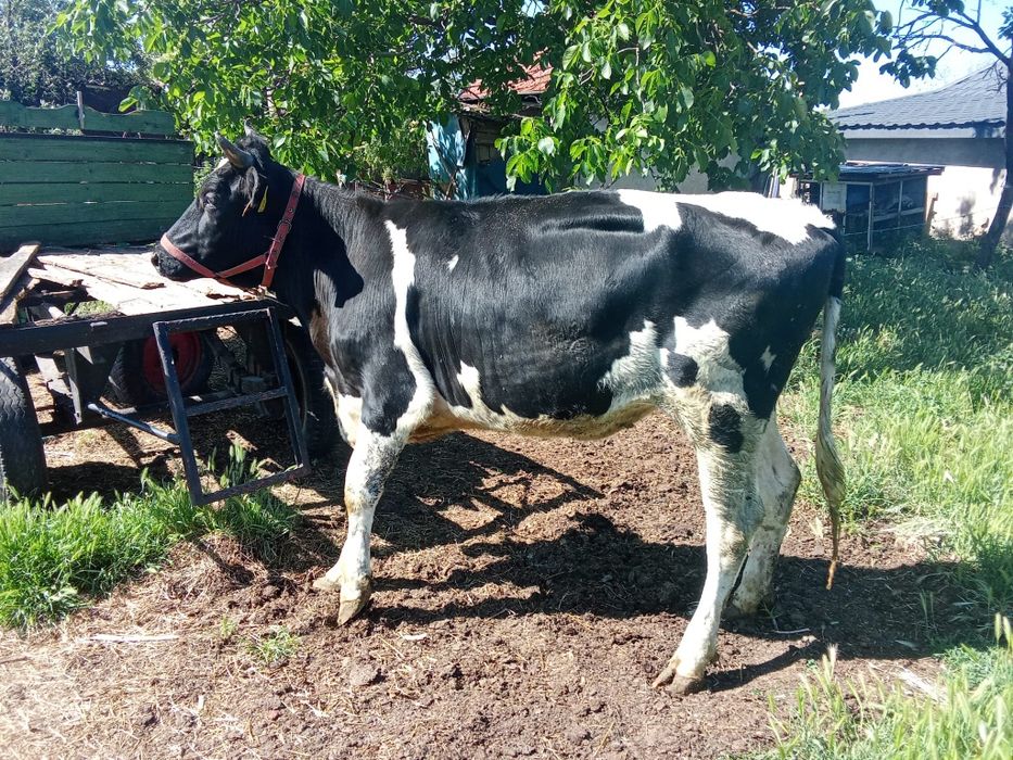 Vând vaca cu vitea și junici