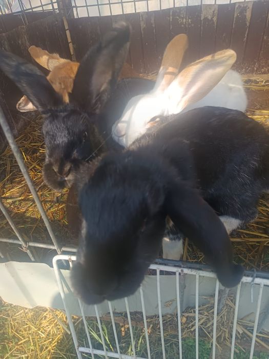 Vând iepuri Detalii in pv