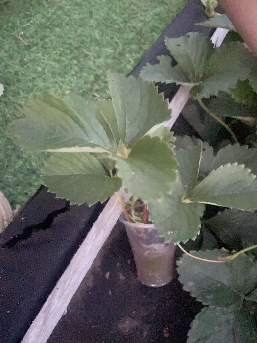 Продам укорененные усы клубники